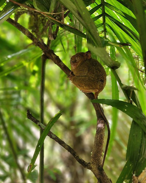 1-The-Tarsier-one-of-the-smallest-primates-in-the-world-1.jpg